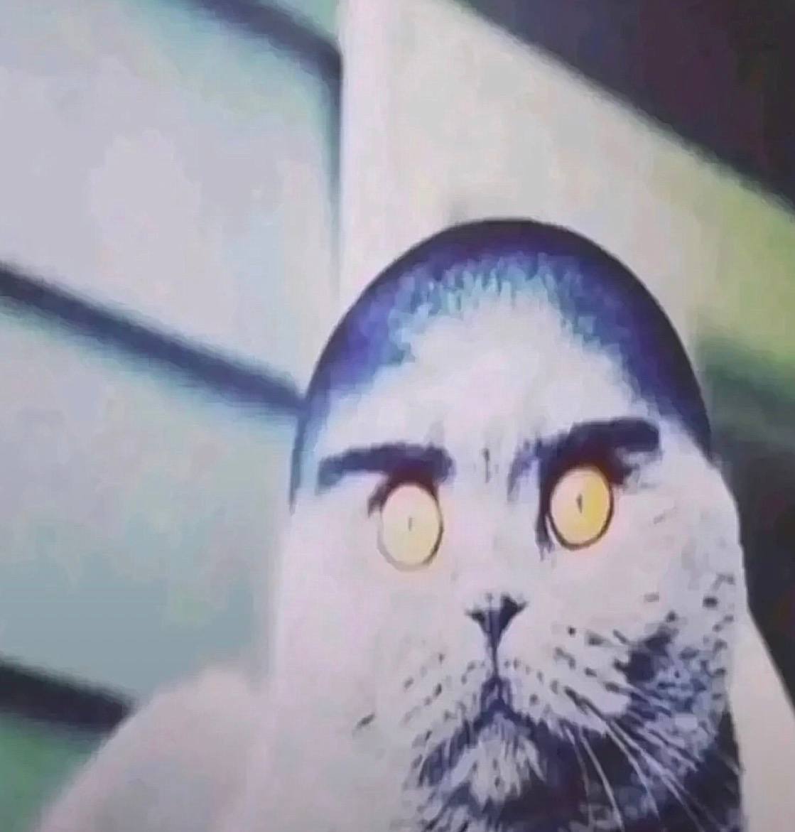 Folkcat face